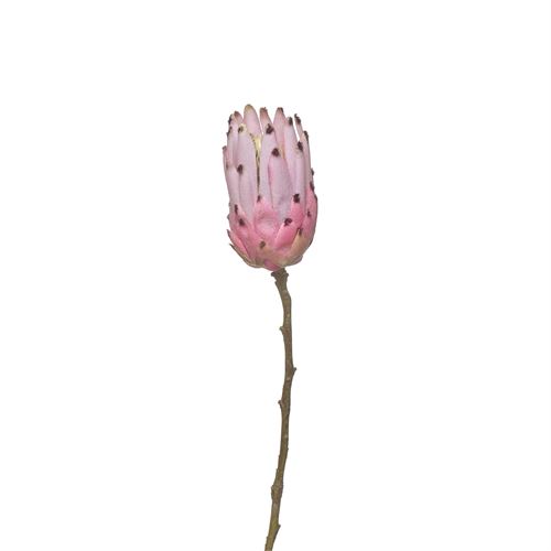 42224 HASTE - SINGLE PROTEA 52CM