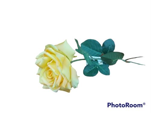 1423 HASTE ROSA AMARELA 75CM