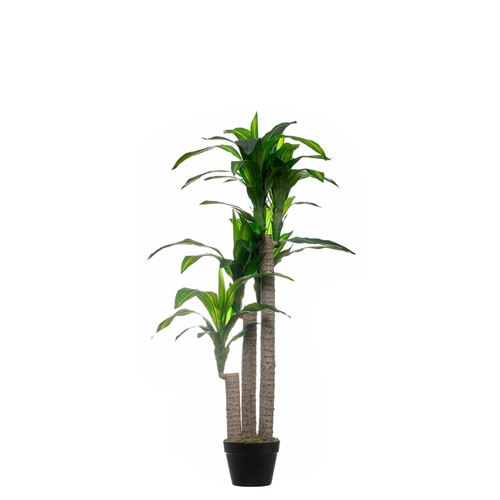 PLANTA DRACAENA 125CM