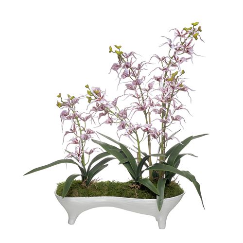 46160 ORQUÍDEA SPIDER 5 CAULES 51X29,5X70