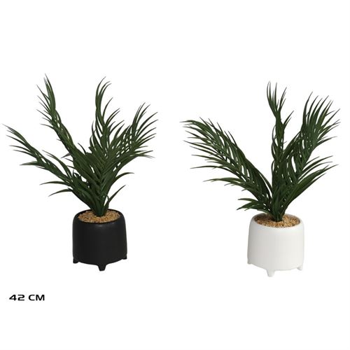 CYCAS 42 CM