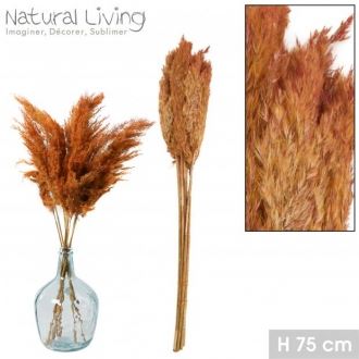 WILD REED PENA TERRA COTTA X10PCS H75CM