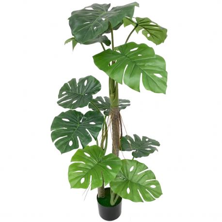 PLANTA SPLIT PHILO 120CM