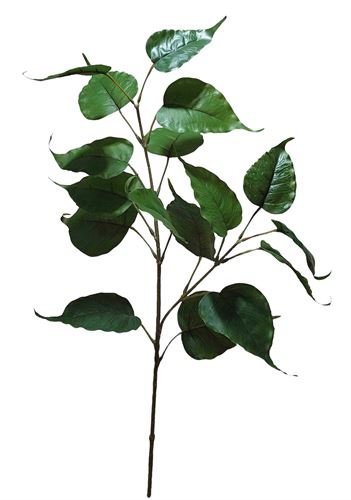 21420/203 HASTE FOLHA PHYSALIS 75CM