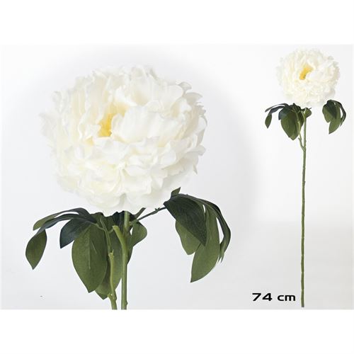 867429 HASTE PEONIA