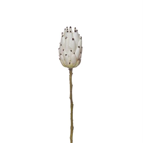 42222 HASTE - SINGLE PROTEA 52CM