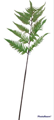 HASTE FERN LEAF 134CM