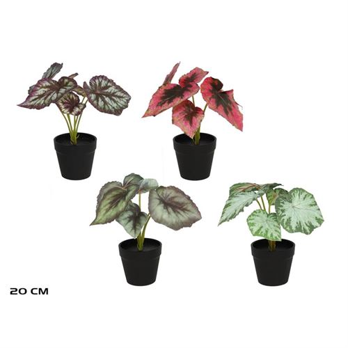 979115 VASO BEGONIA 18.00 X 22.00 X 23.00 CM