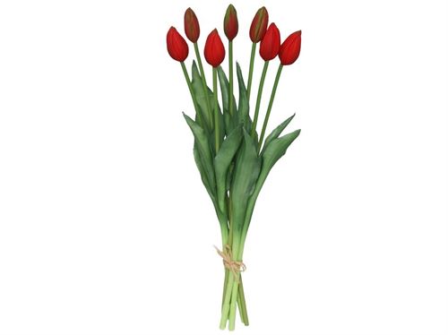 217772 TULIPA X7