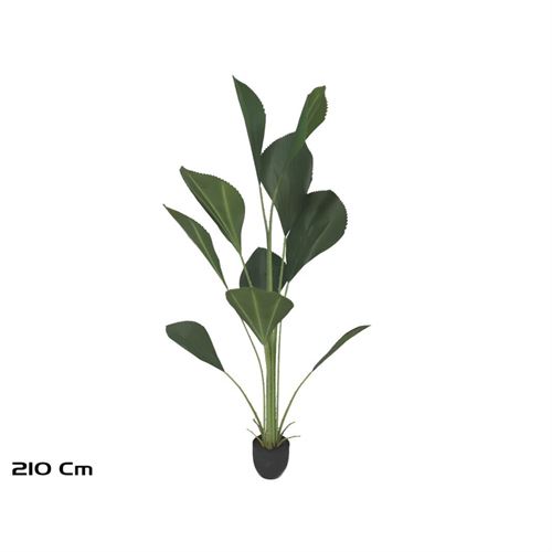 187228 PLANTA PALMEIRA JOEY 210CM