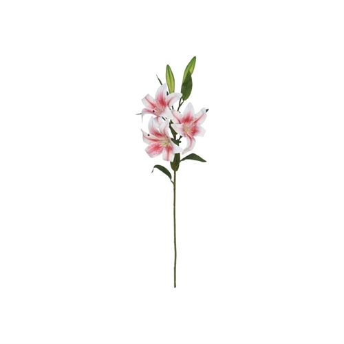226095 HASTE LILIUM X 5 TOQUE REAL