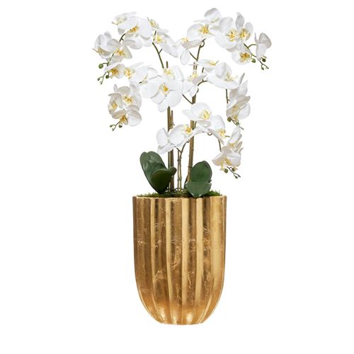 46155 ORQUIDEA 5 CAULES FLOREIRA ESMERALDA  C 30,00 L 30,00 A 96,00