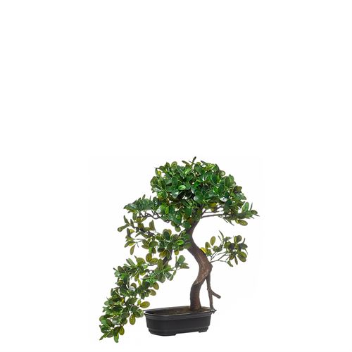 PLANTA CAJUPUT TREE 43CM