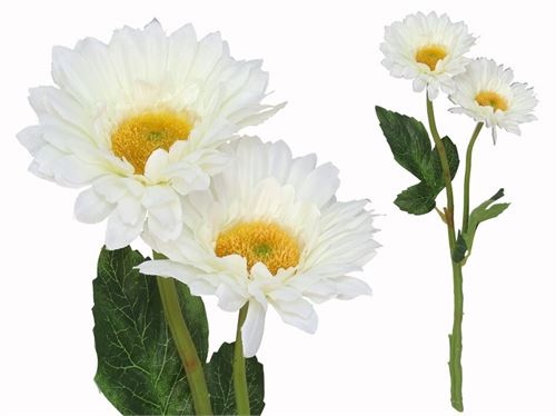217413 GERBERA X2