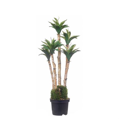 46113 PLANTA DE AGAVE PQ 70CM - 44100