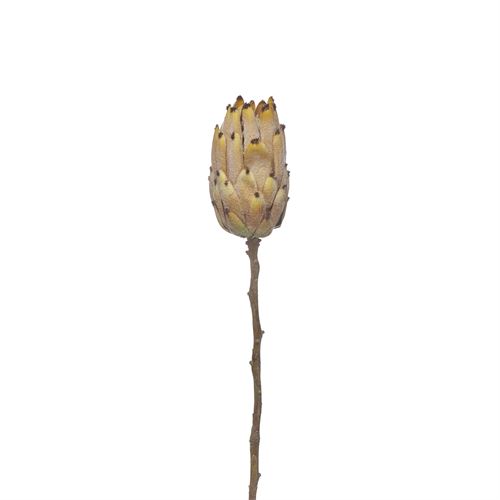 HASTE - SINGLE PROTEA 52CM