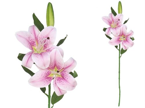 225937 LILIUM X 3 TOQUE REAL