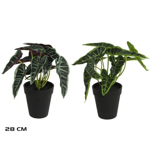 019161 VASO DE ALOCASIA 28CM
