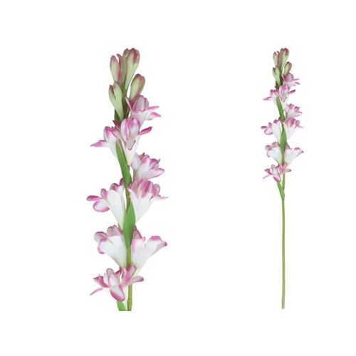 221922 TUBEROSE 60CM