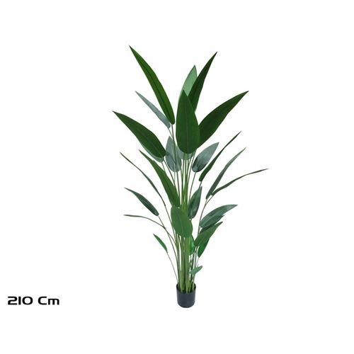 187150 PLANTA STRELITZIA-210 CM