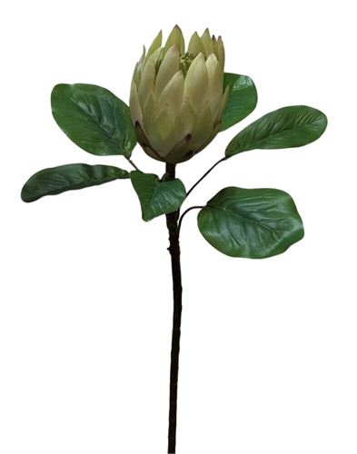 2139200000201 HASTE PROTEA 63CM