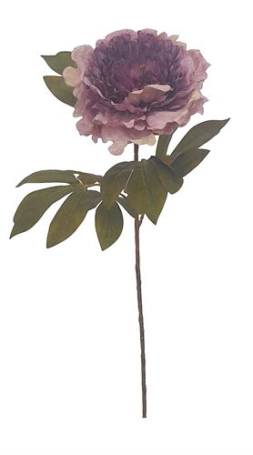 53-IT-7303 HASTE PEONIA 70CM